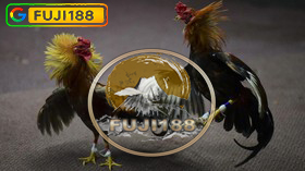 FUJI188 SITUS JUDI SABUNG AYAM